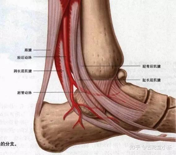 拉伤后患部剧痛,手可摸到肌肉紧张形成的索条状硬块,触疼明显.