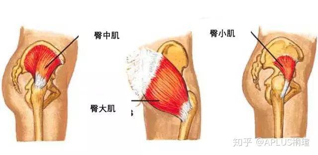 小肌肉大用途臀中肌