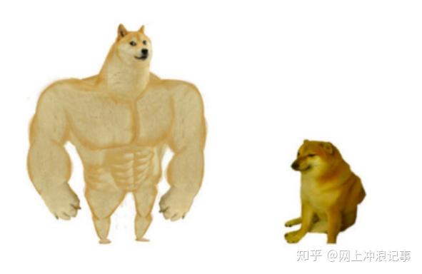 活在你表情包里的神烦狗doge,本体现在过得怎么样?