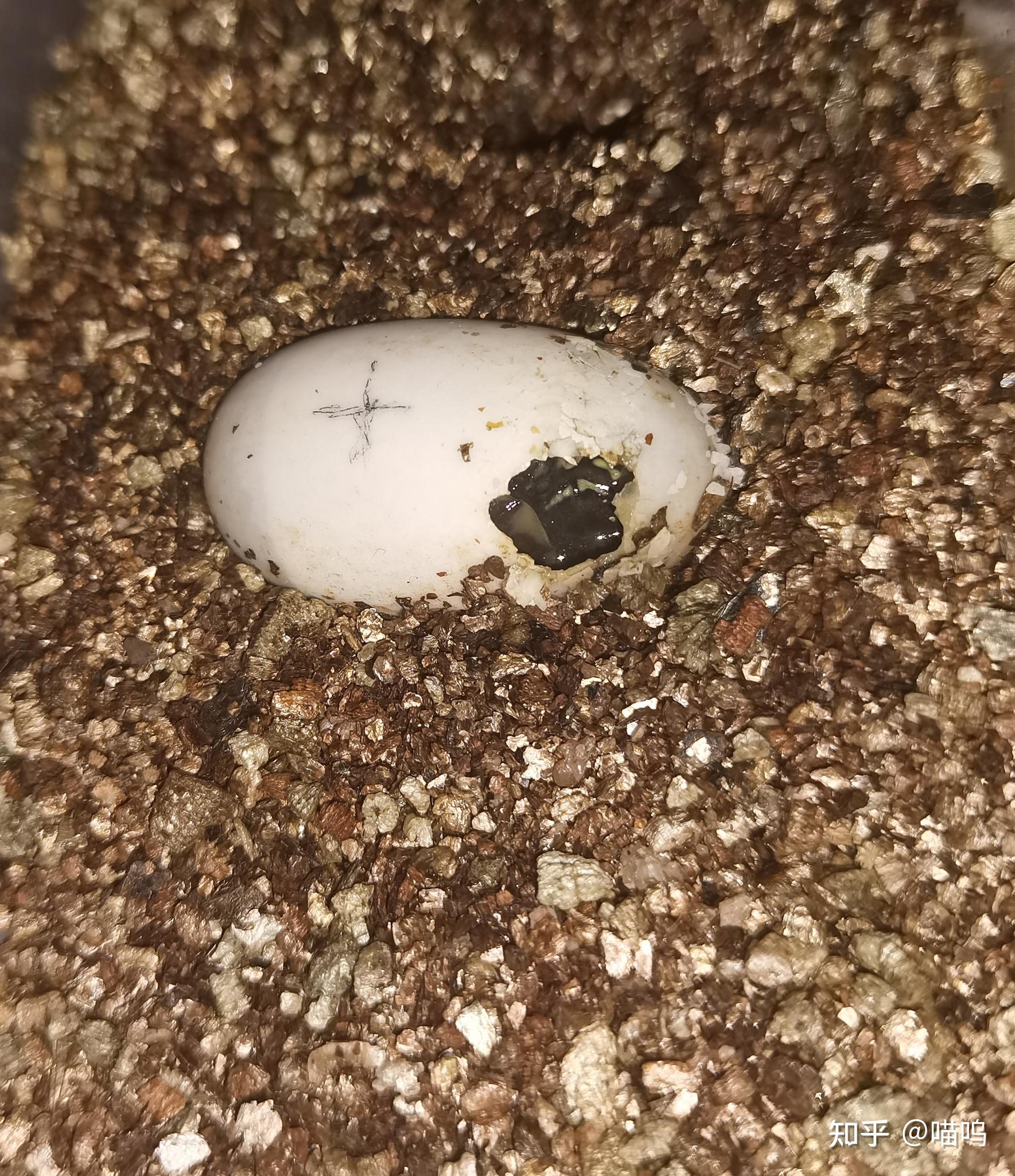 乌龟蛋被乌龟开出一个小洞,但四天了乌龟还没有出来,还活着,应该怎么