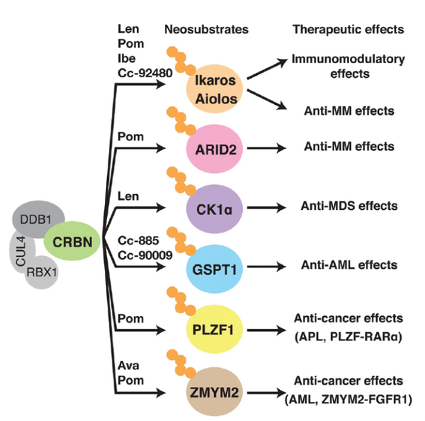 CRBN配体的作用和最新进展 知乎