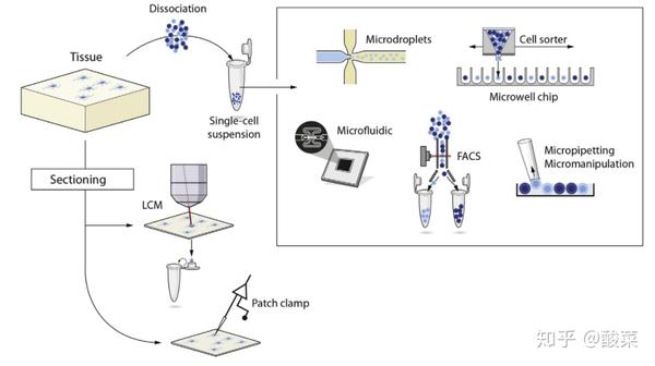 单细胞测序怎么做