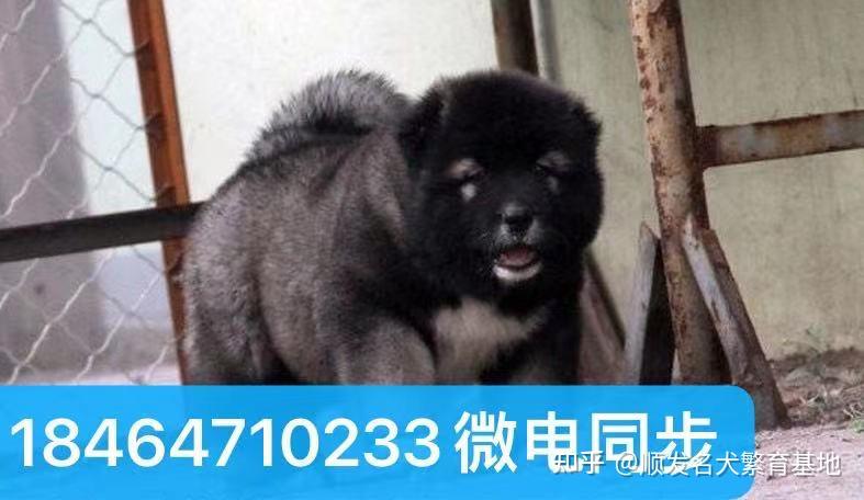 高加索犬价格2021年纯种高加索犬市场价格多少钱一只