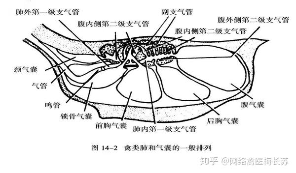 怎么据鸡呼吸声差异预判其呼吸道病疾病以及用药方法?