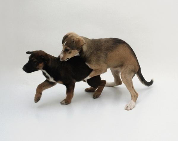 dogtalk12浅谈狗狗的骑跨行为