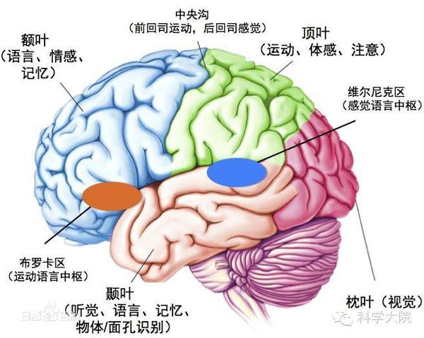 下语言发生的生理学基础,主要涉及大脑的布罗卡区,威尼克区,视觉中枢