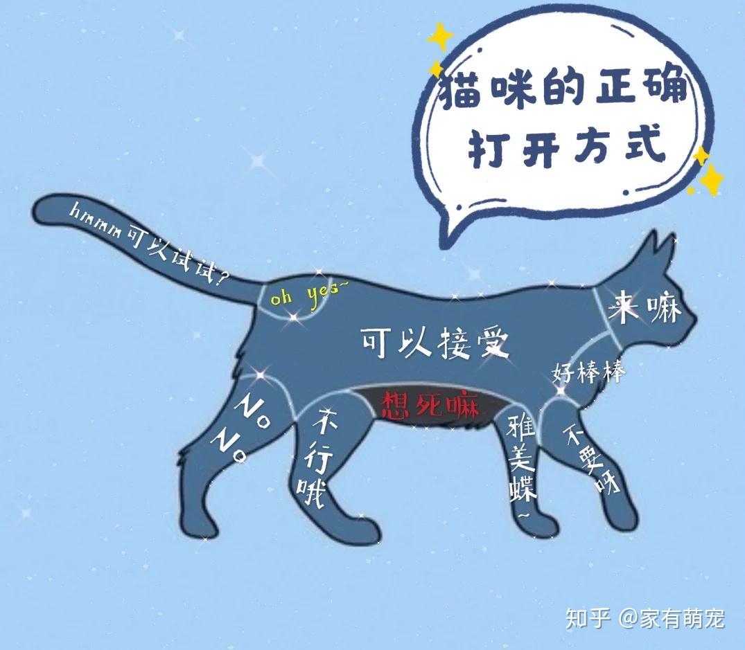 猫咪部位分解图摸到让ta爽歪歪