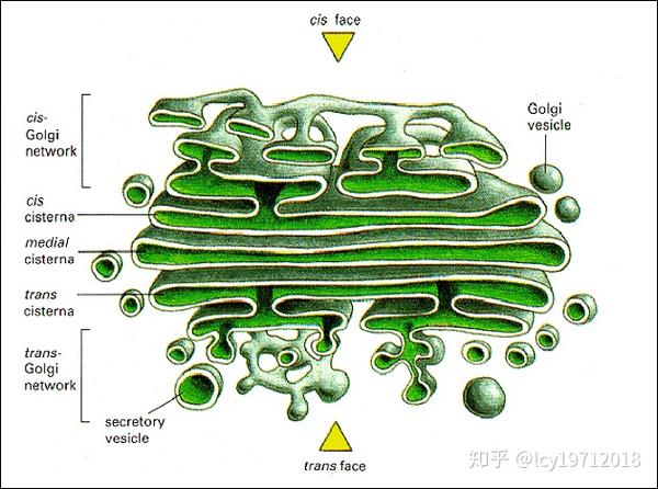 高尔基体结构.引自百度图片