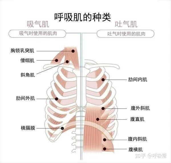 发生这种情况是因为大脑暂时停止向呼吸肌发出呼吸信号.