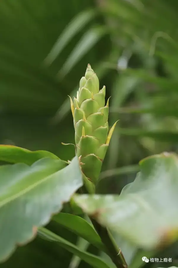 在开花的植株顶端,长着一个棒状的松果球.