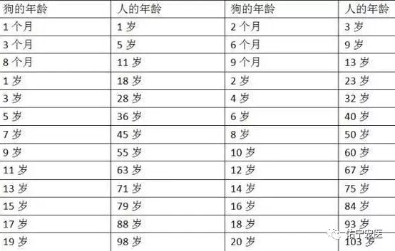 超实用狗的年龄到底怎么算