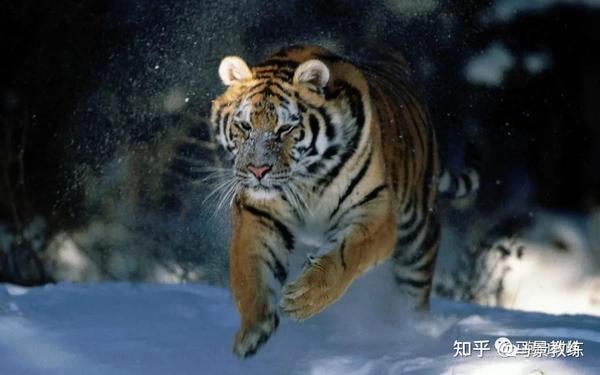 奔跑中的老虎