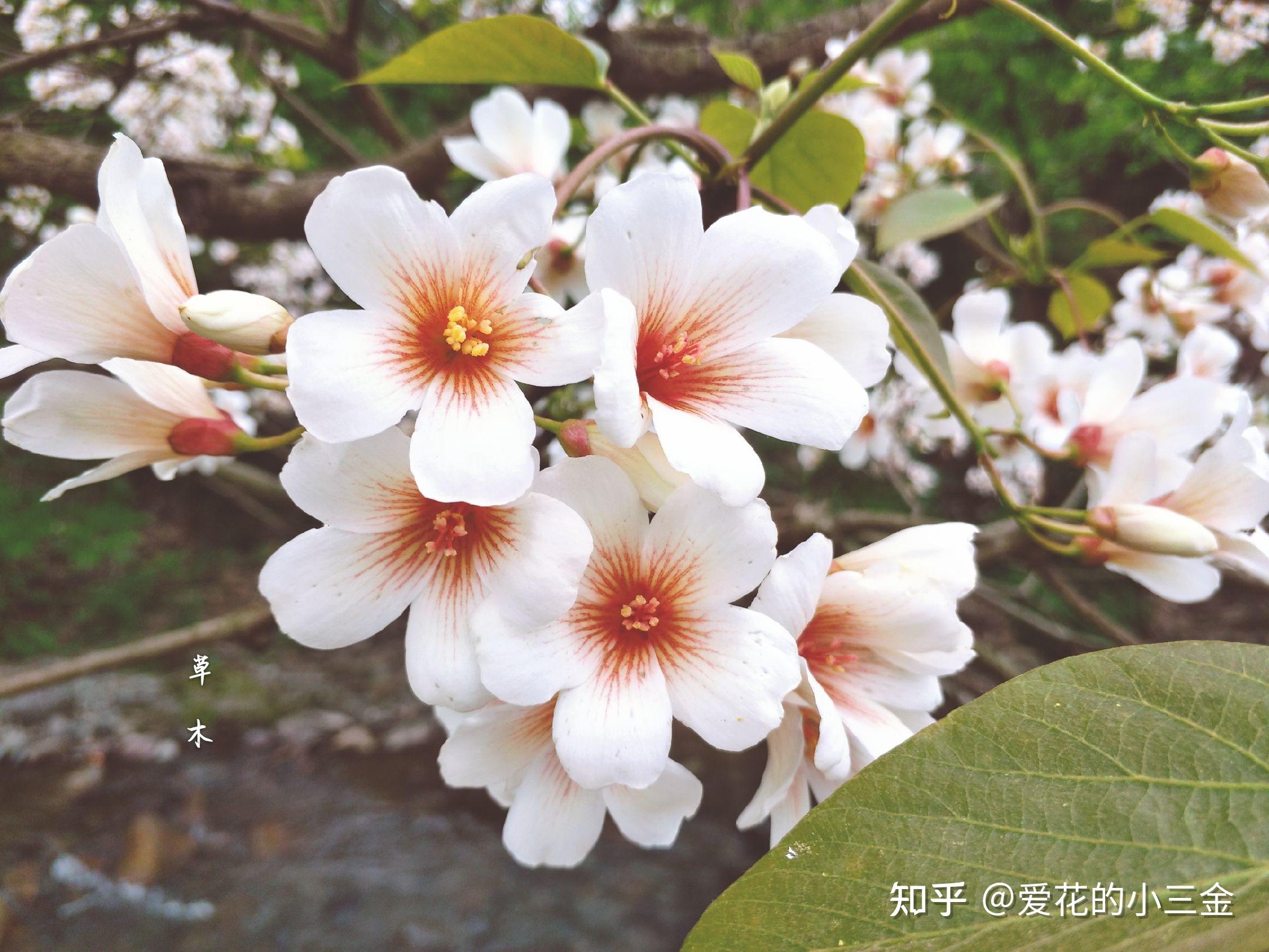 知乎