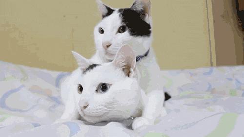 有血缘关系的猫咪,相互之间会更亲密吗?