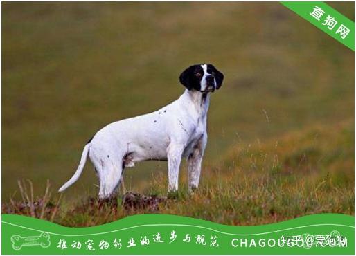 波音达犬识别点 (1)英国波音大型犬的肩高公狗为62~71厘米,母狗为58