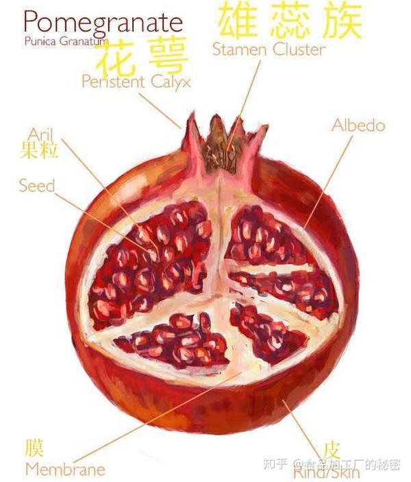 石榴是三元结构"果皮-隔膜-果粒".