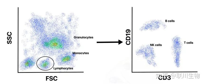1 前言在单细胞测序时代,流式细胞仪仍然将发挥其巨大作用.