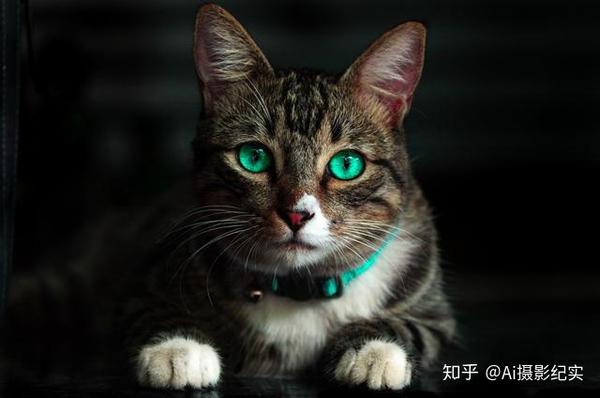 黑暗的环境与明亮的猫眼