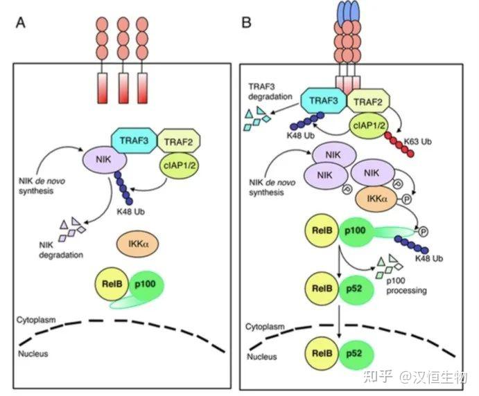 Pathway Nf Kb