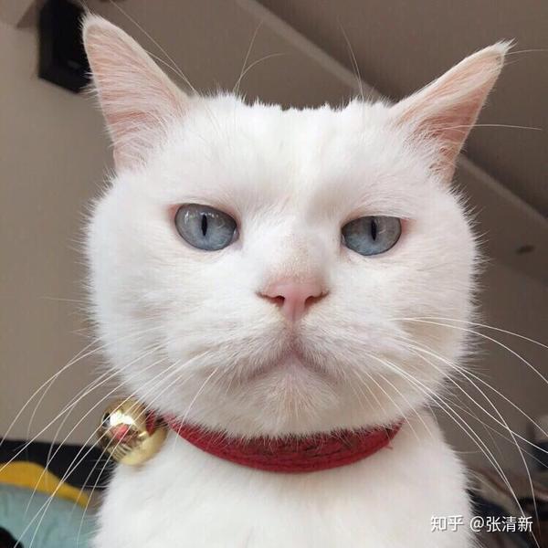 用猫做头像的男生是怎样的心理?