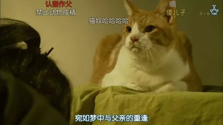 猫奴表面光鲜背地里给猫下跪