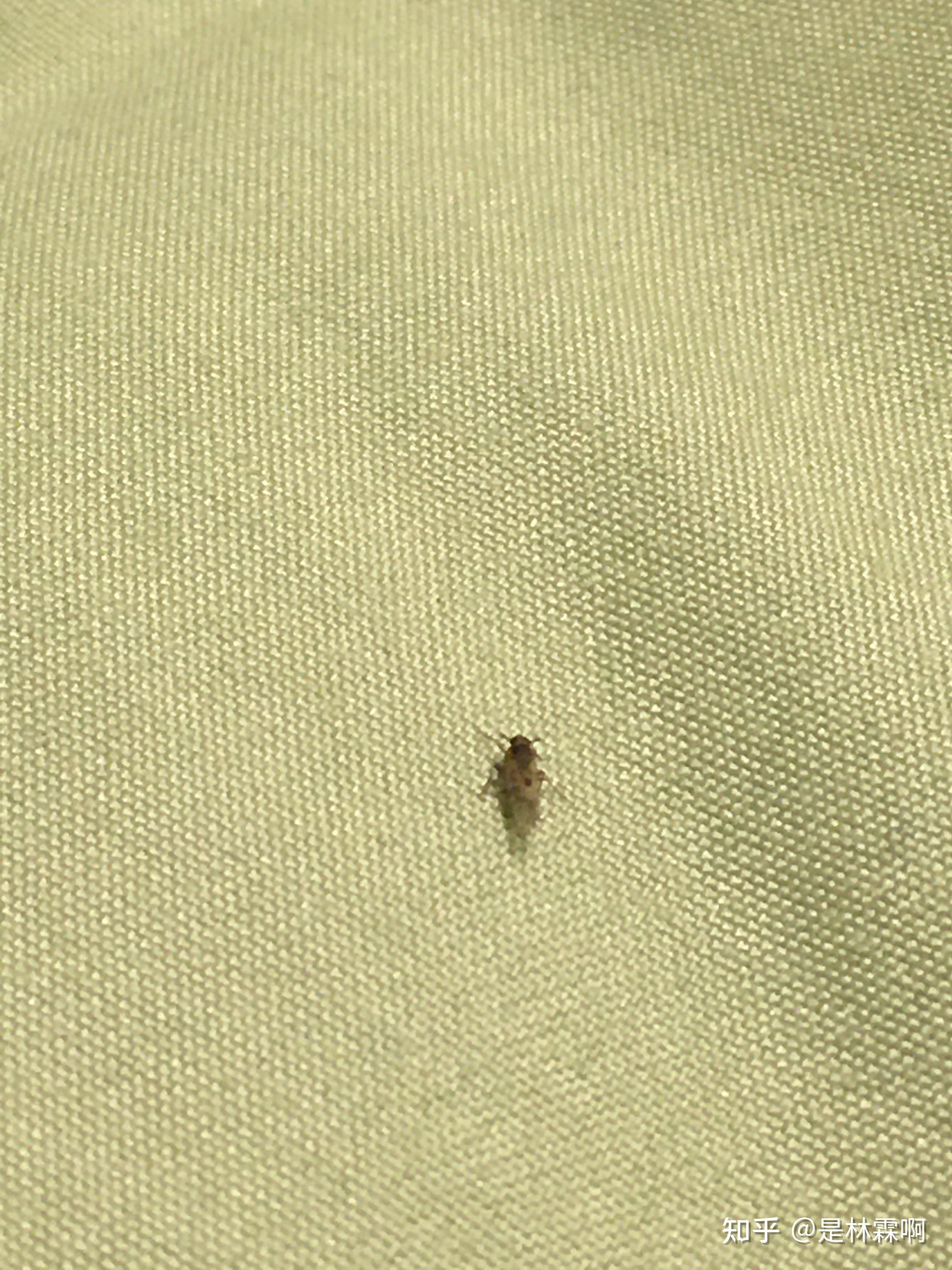 床上有很多虫子不咬人请问是啥虫有啥问题么