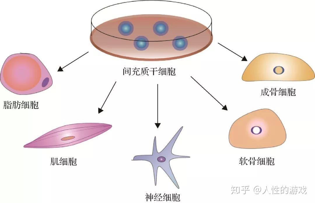 新型冠状病毒207干细胞成体干细胞祖细胞退行性疾病