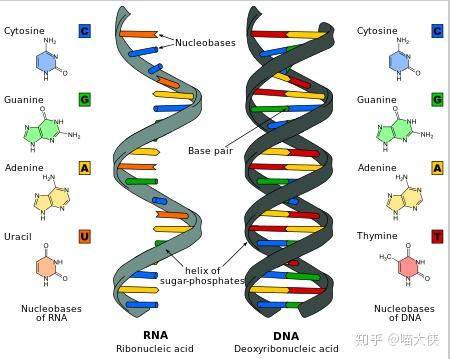 带有脱氧核糖的称之为脱氧核糖核酸,dna. 不同的碱基主要分为 嘌呤和