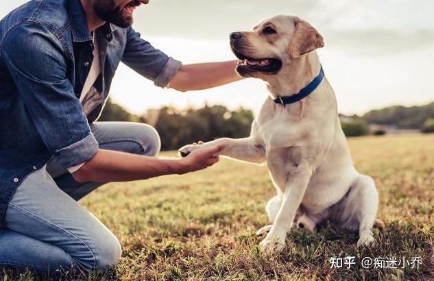 原来狗狗在吃饭前叫竟是因为宠主的错误引导