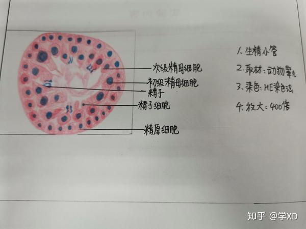 组胚实验红蓝铅笔绘图