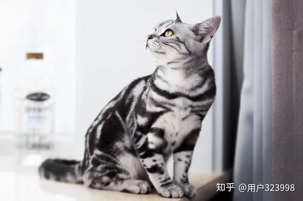 美国短毛猫多少钱一只?怎样挑选一只纯种的美短呢?