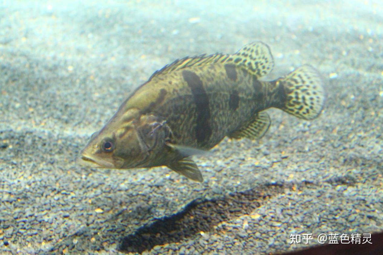 桃花流水鳜鱼肥