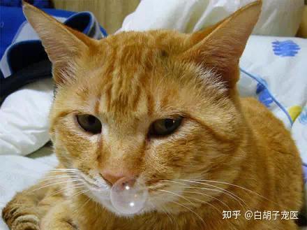还有鼻支跟感冒有什么区别?