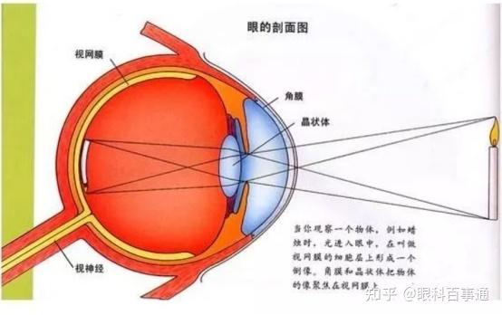 5mm,中央凹最薄,为0.1mm,至锯齿缘为0.15mm.