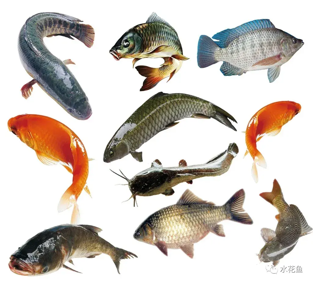 中国淡水鱼类共有1050种:分属18目52科294属,经济价值