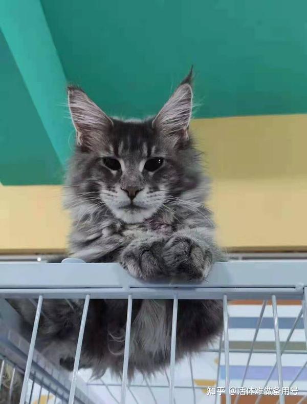 缅因猫多少钱一只,缅因猫价格