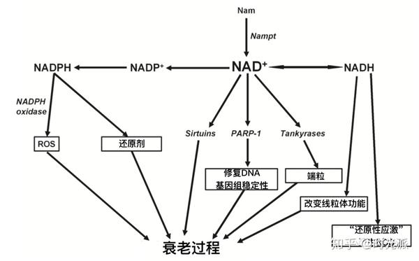 图注:nad /nadh与氧化还原和衰老过程的关系(weihai yang, et al.)