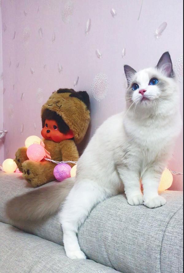 布偶猫的性格有多像狗?