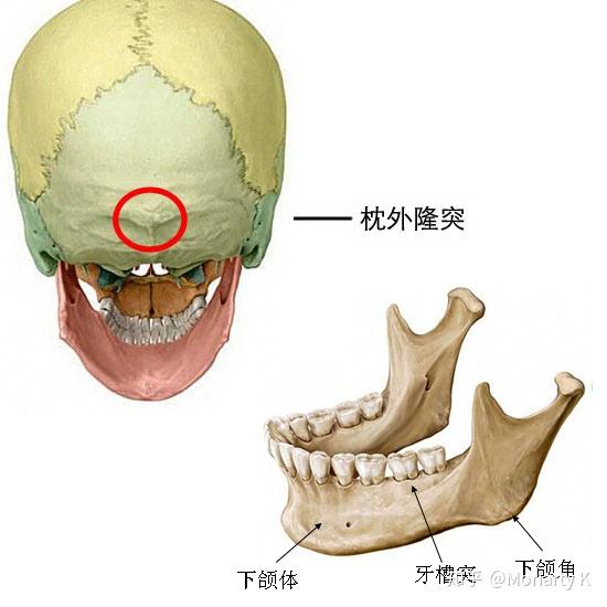 利用颅骨判断性别时, 特征部位有: ——枕外隆突; ——下颌体; ——
