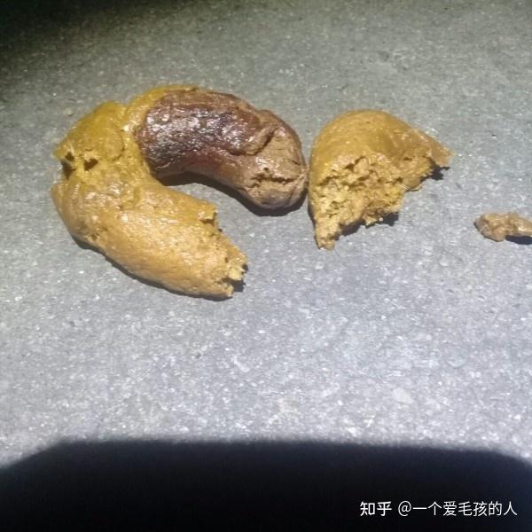 狗狗大便咖啡色黑红大便