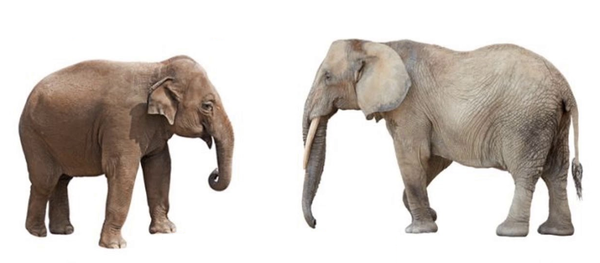 非洲象不管公象,母象,象牙都外露,而亚洲象只有公象的象牙外露; 由于