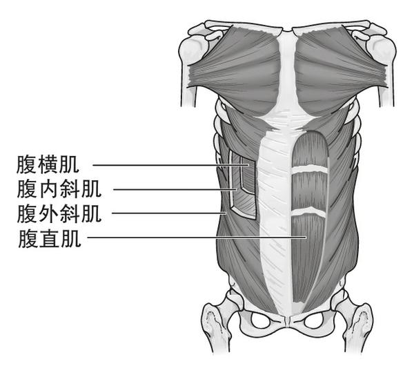 大多数人会认为,人体核心仅由腹肌组成,特别是腹直肌或者6块腹肌.