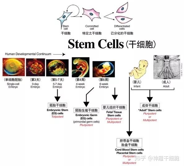 随着年龄的增长,成体干细胞的功能慢慢丧失,数量也逐渐减少,到最后