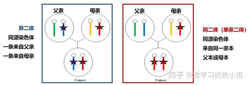 焦老师讲遗传系列之10遗传特殊现象单亲二倍体