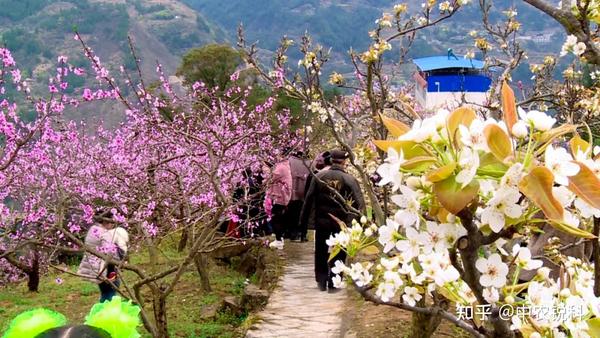 2021第六届高密市南山梨花艺术节来了!我在梨园花海等你!开幕式定在.