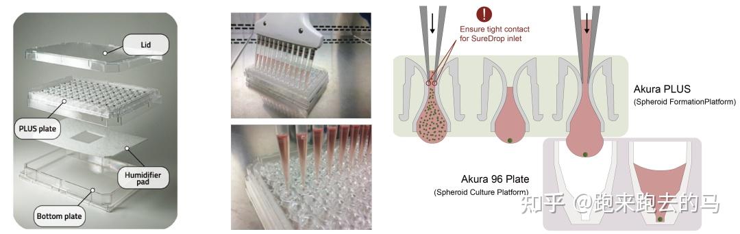 高通量的3d细胞培养实验