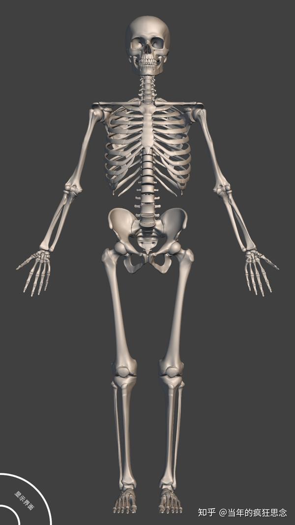 人体骨骼示意图(成年男性)   不管你是素描,速写
