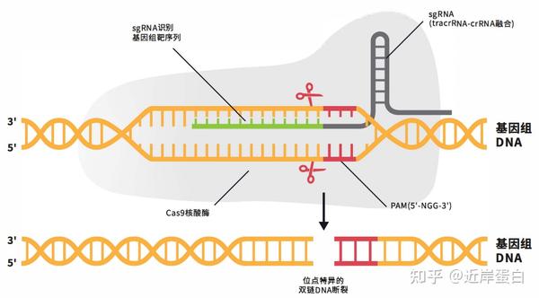 Crispr Cas