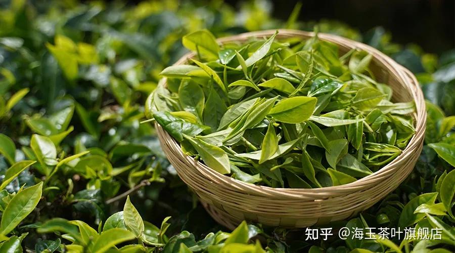 谈到普洱茶时,总会听到一个名词"云南大叶种晒青毛茶?