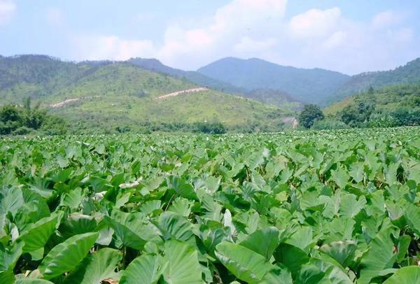 i宁德福鼎双珍槟榔芋一树乡情柚子香